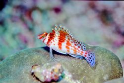 Coralhawkfish Sabang Philippines by Richard Ten Brinke 